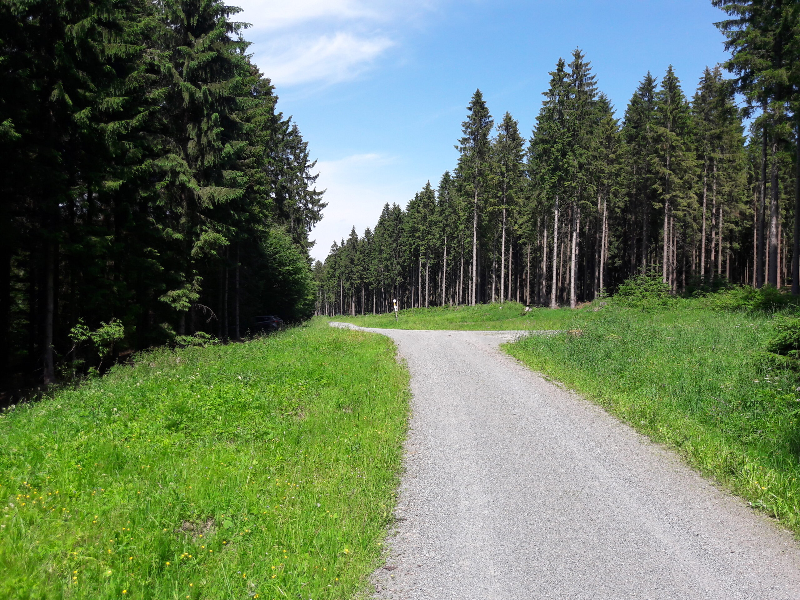 Schotterweg innerhalb eines Waldes